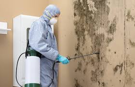 Trusted Ashland, CA Mold Removal Experts